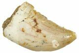 Raptor Tooth - Real Dinosaur Tooth #371394-1